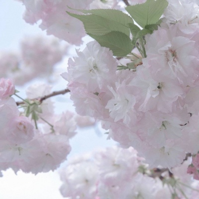 闵行福瑞交流群